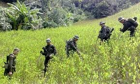 Auge del narcotráfico