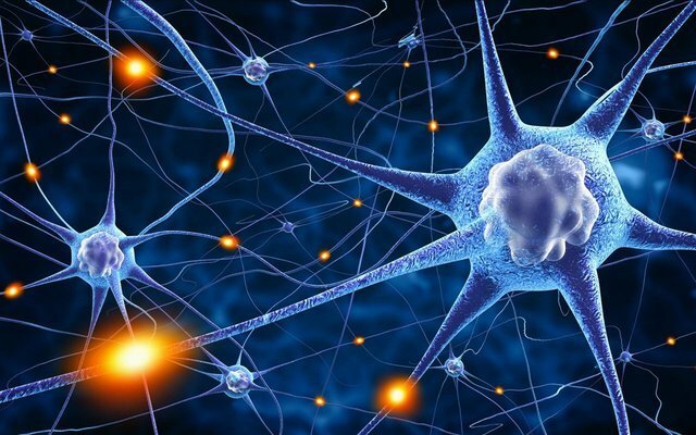 Surgimiento de la primera agrupación neuronal.