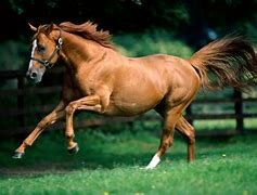 Domesticación del Caballo