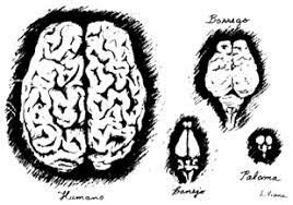 Anatomía  de cerebro Anaxágoras