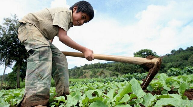 IV censo nacional agropecuario y publicidad del estudio sobre el trabajo infantil en Guatemala.