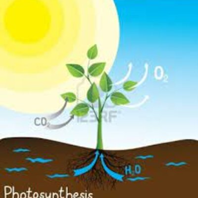 Timeline: ფოტოსინთეზი