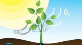 Timeline: ფოტოსინთეზი