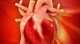 Timeline: გული