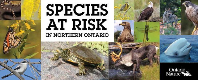 Species at Risk Act