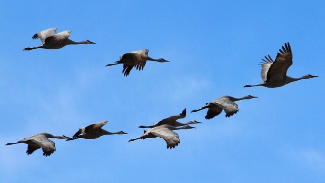 Migratory Bird Convention Signed