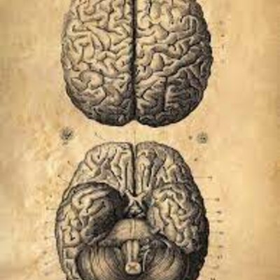 Timeline: De donde viene y para donde va el cerebro