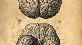 Timeline: De donde viene y para donde va el cerebro