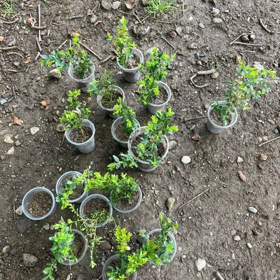 Timeline: აღმოჩენები ბიოლოგიაში