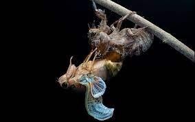 Metaphysics of Metamorphosis