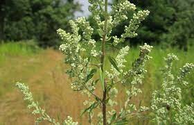 Caso de Christchurch