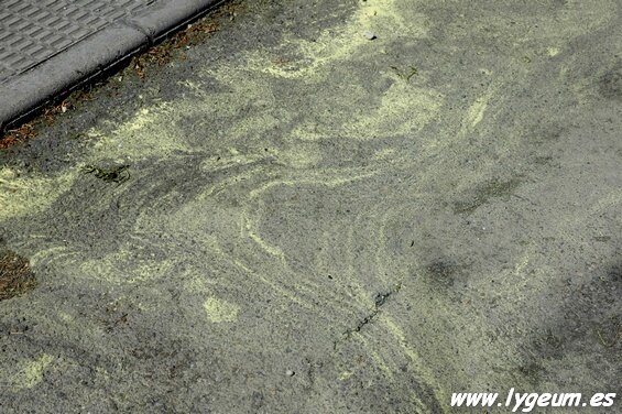 Caso de Christchurch