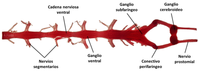 Aparición de  tipos de organización nerviosa.