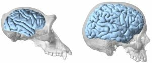 El surgimiento de los homínidos y de las características únicas de su cerebro.
