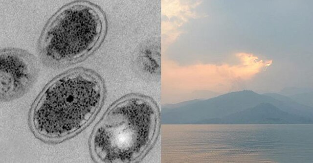 Les bacteries primitives varen sobreviure i evolucionen