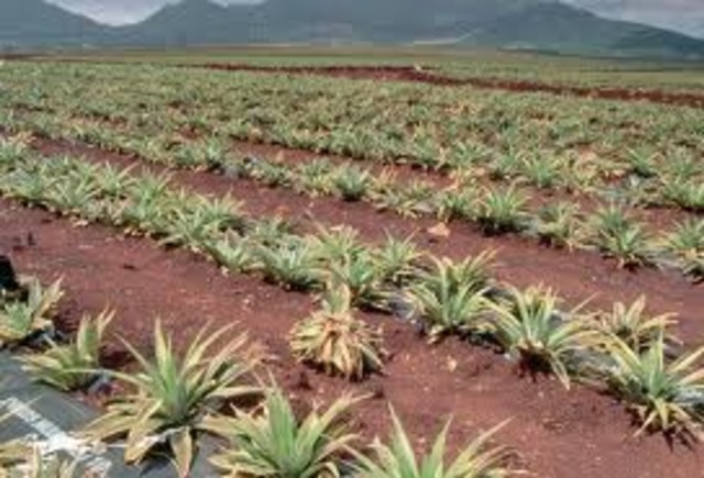 Hawaii Becomes a U.S. territory.