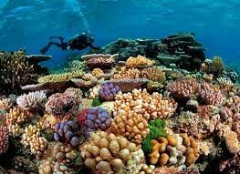 ჩემი პორტფოლიო