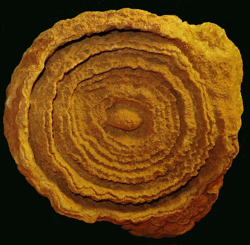 Le prime forme di vita