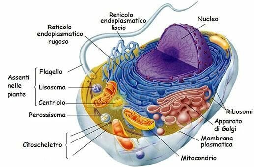La nascita degli Eucarioti Unicellulari