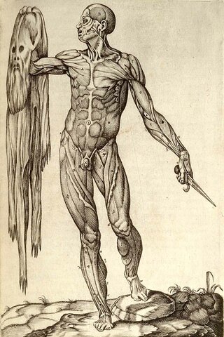 Descriu l'anatomia, anota i realitza les primeres diseccions del cos humà (Vesalius)