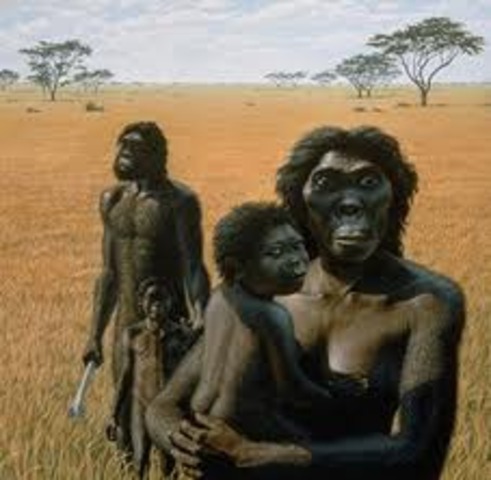 Australopithecus Afarensis