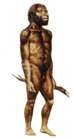 Australopithecus Afarensis