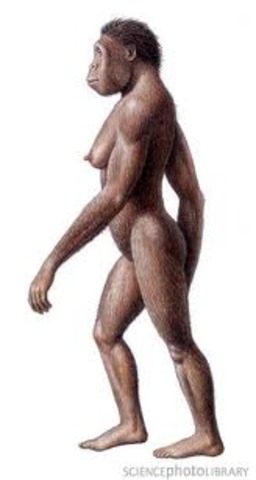 Australopithecus Africanus