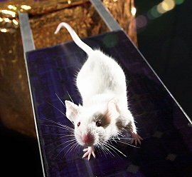 Creation of the first transgenic mouse