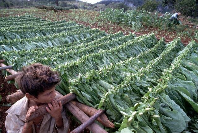 Producción con Maquinaria