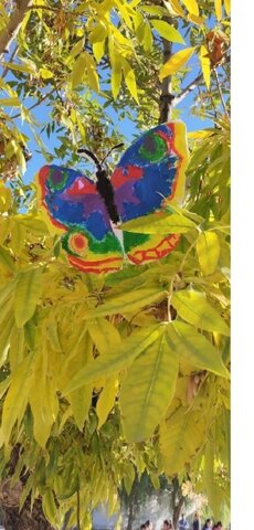 Mariposas en Primer Grado