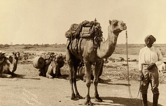 Afghan Cameleers
