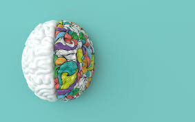 Áreas sensoriales motoras