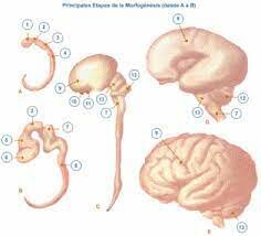 Alteraciones del desarrollo