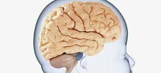 Patologías postnatales