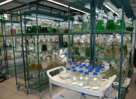 Foundation of the Spanish Algae Bank