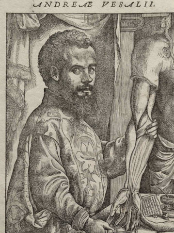 Descriu l’anatomia, anota i realitza les primeres disseccions del cos humà