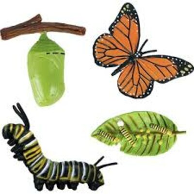 Timeline: Tırtıldan Kelebeğe Doğru