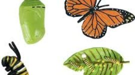 Timeline: Tırtıldan Kelebeğe Doğru