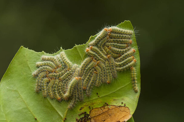 Larva (tırtıl)