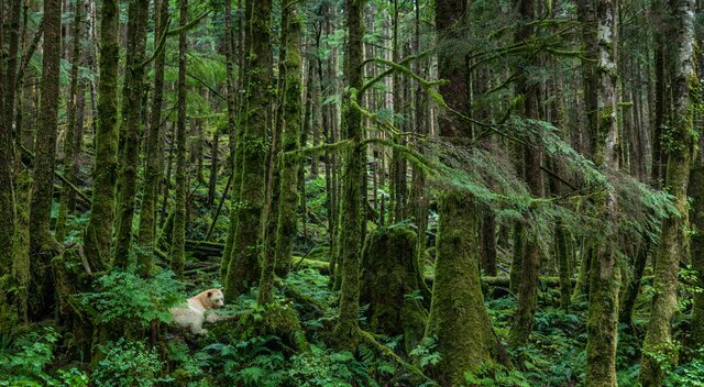 2016 Great Bear Rainforest Agreement