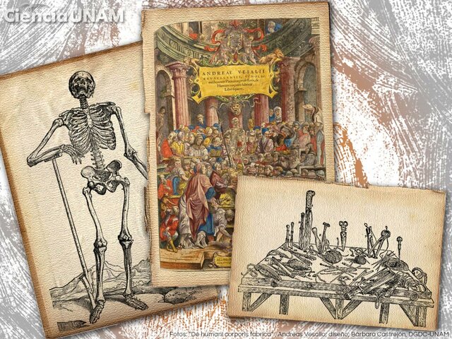 Anatomía y Disección