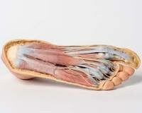 Anatomía y Disección