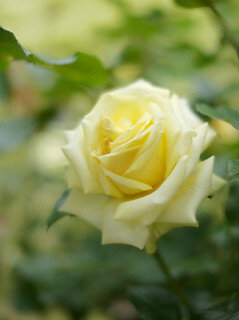 moswavleebis chartuloba