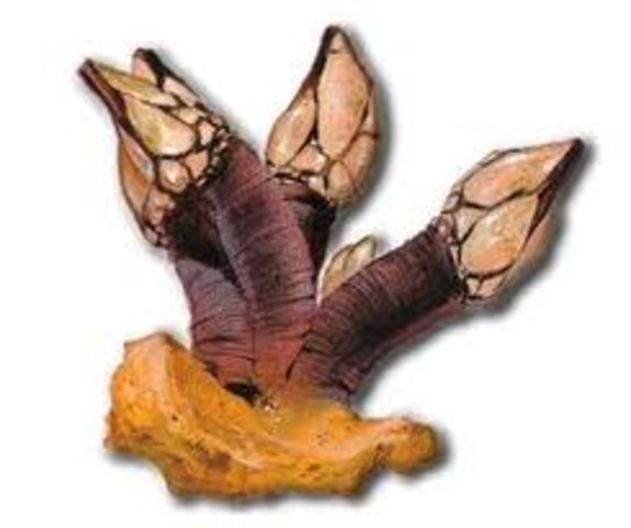 Estudio de los cirrípedos.