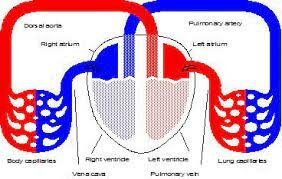 Servet descobreix la circulació pulmonar (o menor) de la  sang.