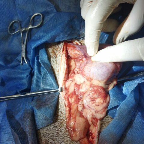 Mi primera cirugía (a un perro)