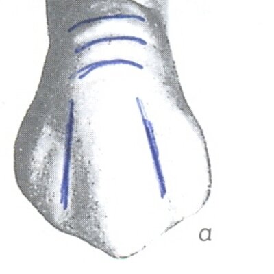 Timeline: Δοντι