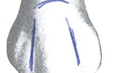 Timeline: Δοντι