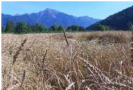 L’Accord anglo-canadien sur le blé.