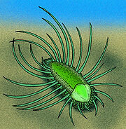 Hace 540 millones de años